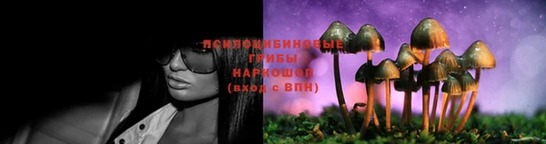 шишки Арсеньев